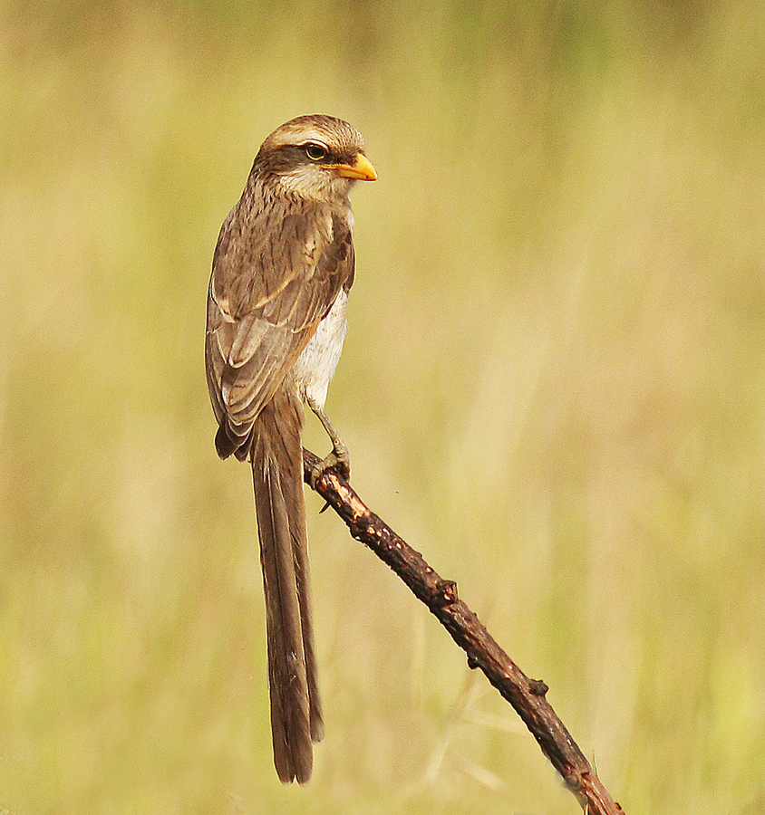 Yellow Billed Shrike - Peter Bagnall - Commended